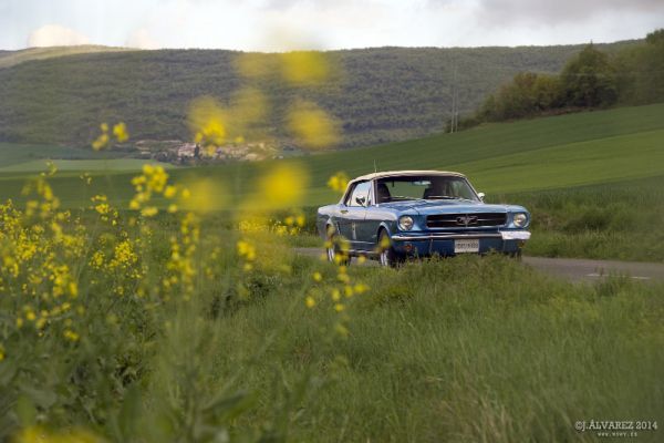 1_cabalgada-mustangs-2014-076