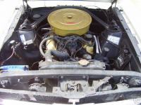 Mustang-australia-3